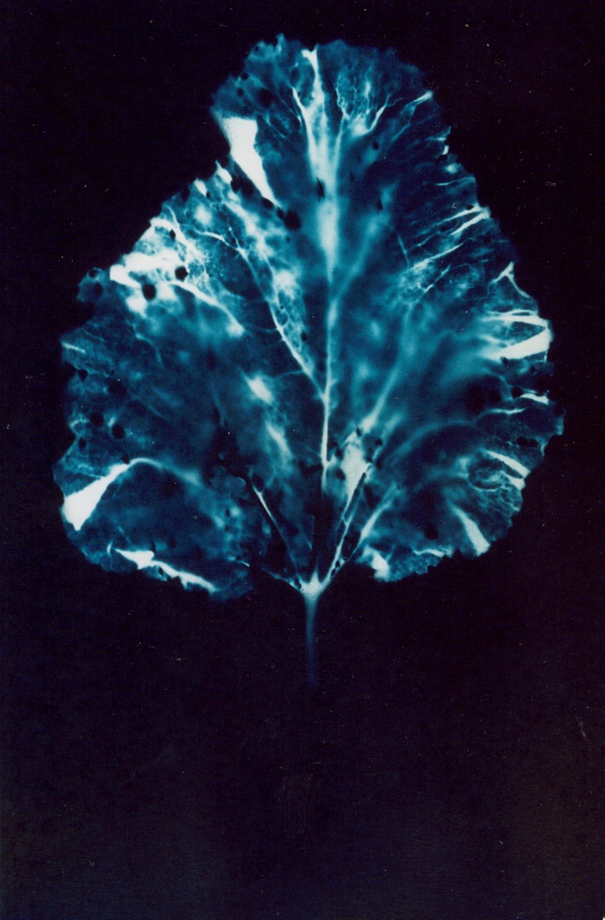 Rhubarb Leaf, 2004